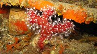 010 Alcyon (Alcyonium acaule)